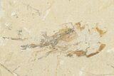 Five Cretaceous Fossil Shrimp (Carpopenaeus) - Hjoula, Lebanon #202160-3